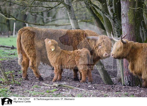 Highland Cattle / PW-12597