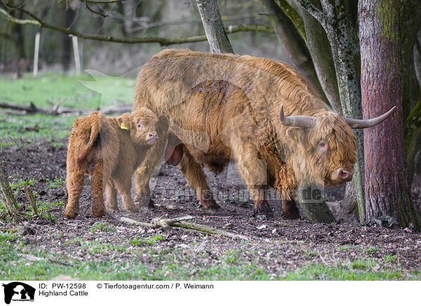 Schottische Hochlandrinder / Highland Cattle / PW-12598