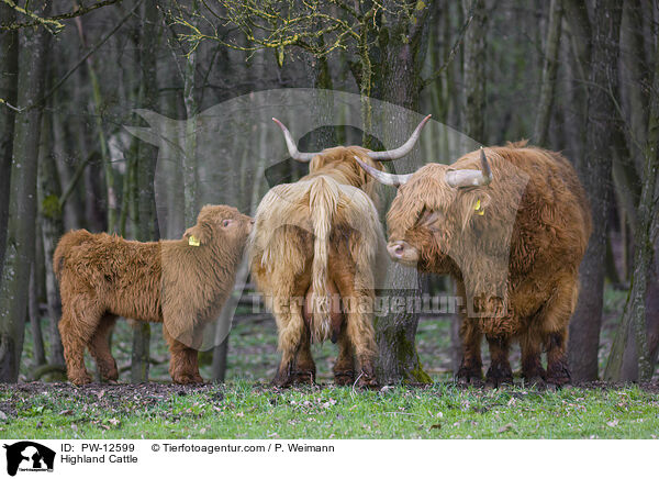 Schottische Hochlandrinder / Highland Cattle / PW-12599