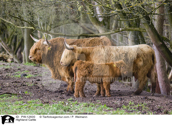 Schottische Hochlandrinder / Highland Cattle / PW-12600