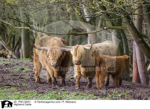 Schottische Hochlandrinder / Highland Cattle / PW-12601
