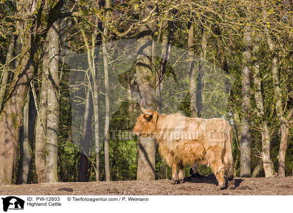 Schottisches Hochlandrind / Highland Cattle / PW-12603