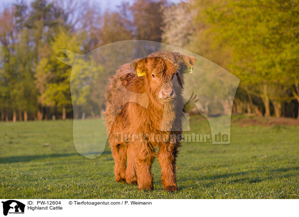 Schottisches Hochlandrind / Highland Cattle / PW-12604