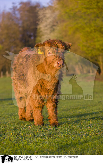 Schottisches Hochlandrind / Highland Cattle / PW-12605