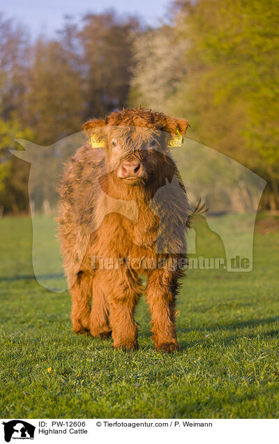 Highland Cattle / PW-12606