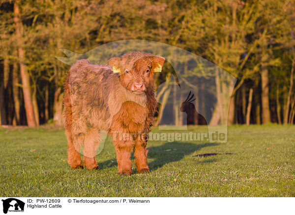 Highland Cattle / PW-12609