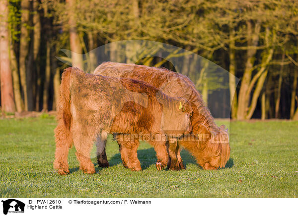 Highland Cattle / PW-12610