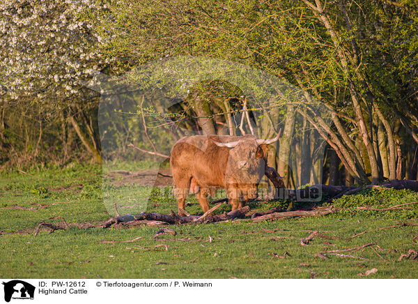 Schottisches Hochlandrind / Highland Cattle / PW-12612