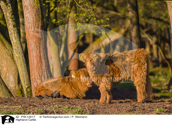 Schottische Hochlandrinder / Highland Cattle / PW-12617