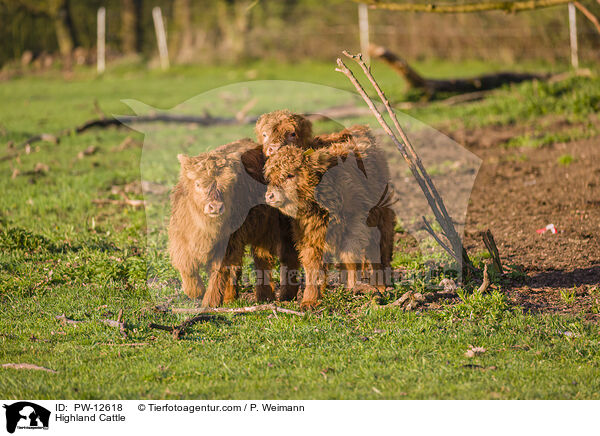 Highland Cattle / PW-12618