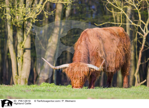 Highland Cattle / PW-12619