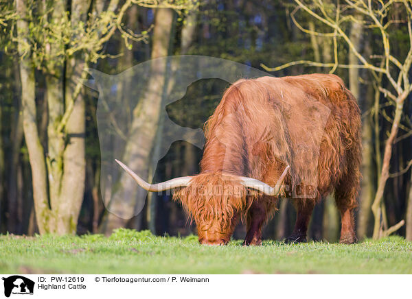 Schottisches Hochlandrind / Highland Cattle / PW-12619