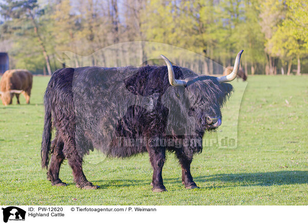 Highland Cattle / PW-12620