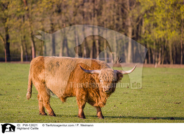 Highland Cattle / PW-12621