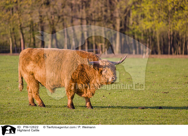 Highland Cattle / PW-12622