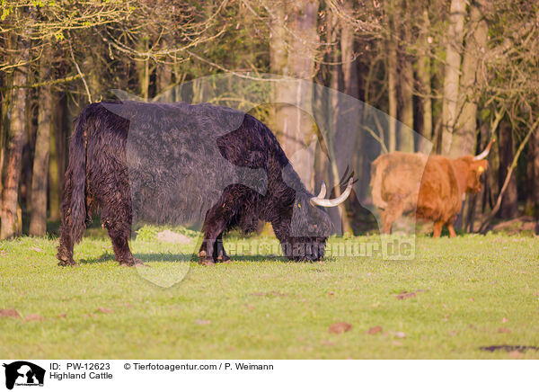 Schottische Hochlandrinder / Highland Cattle / PW-12623