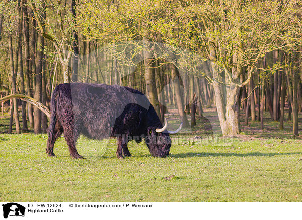 Schottisches Hochlandrind / Highland Cattle / PW-12624
