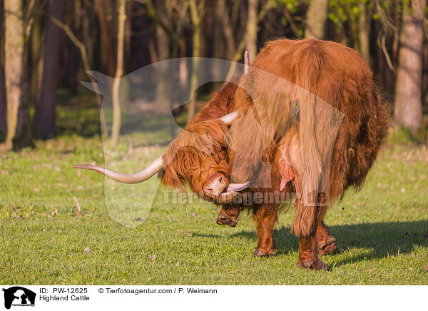Highland Cattle / PW-12625