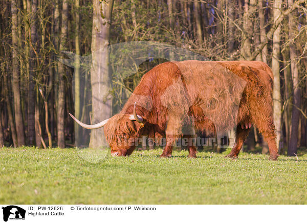 Highland Cattle / PW-12626