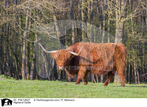 Schottisches Hochlandrind / Highland Cattle / PW-12627