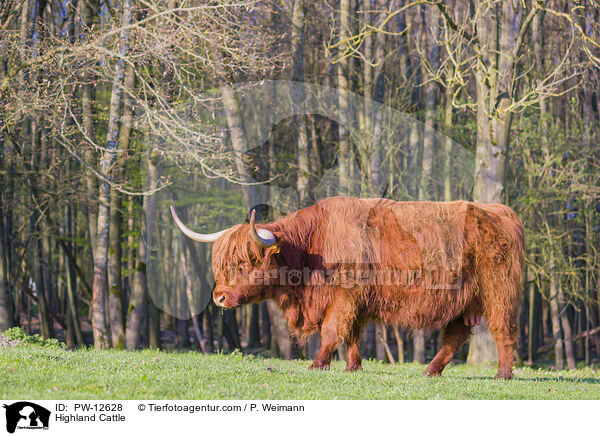 Schottisches Hochlandrind / Highland Cattle / PW-12628