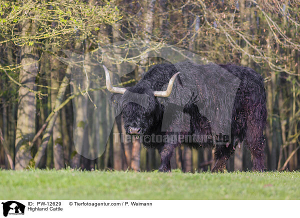 Highland Cattle / PW-12629