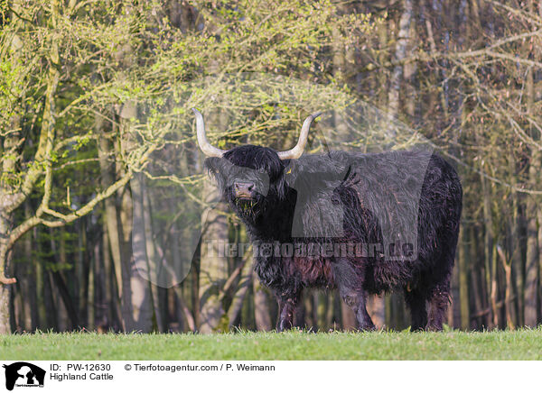 Schottisches Hochlandrind / Highland Cattle / PW-12630