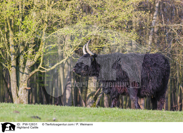 Schottisches Hochlandrind / Highland Cattle / PW-12631