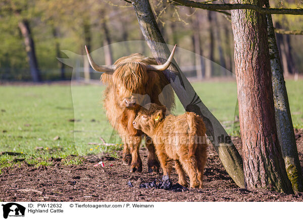 Schottische Hochlandrinder / Highland Cattle / PW-12632