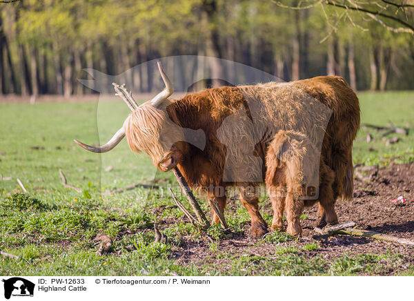 Schottische Hochlandrinder / Highland Cattle / PW-12633