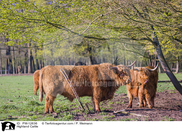 Schottische Hochlandrinder / Highland Cattle / PW-12636