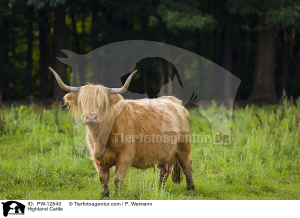 Schottisches Hochlandrind / Highland Cattle / PW-12640