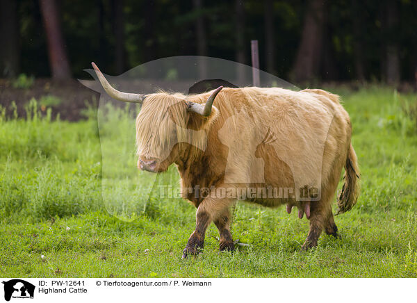 Schottisches Hochlandrind / Highland Cattle / PW-12641