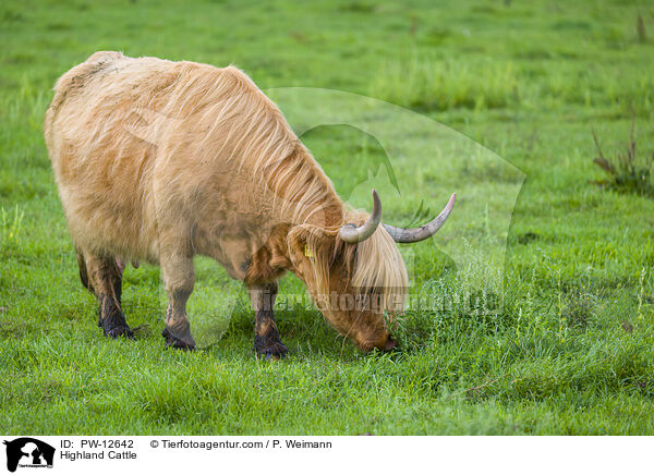 Schottisches Hochlandrind / Highland Cattle / PW-12642
