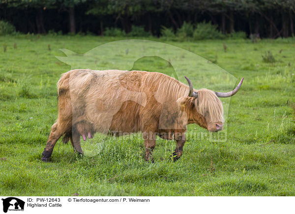 Schottisches Hochlandrind / Highland Cattle / PW-12643