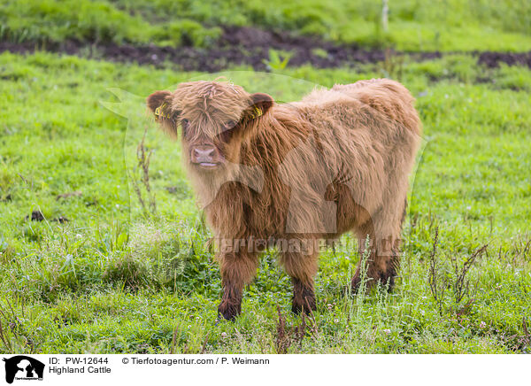 Highland Cattle / PW-12644
