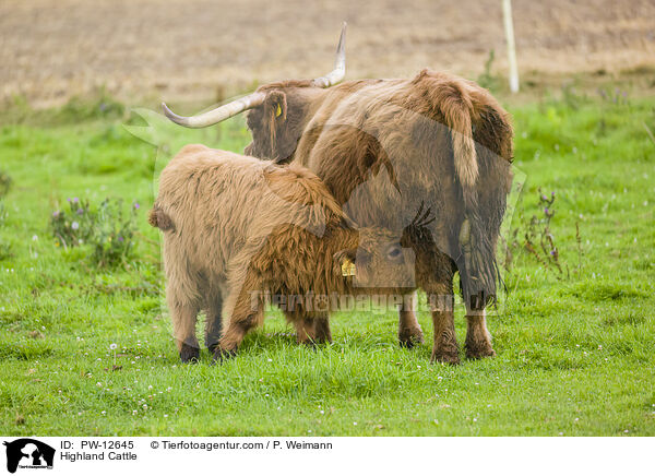 Schottisches Hochlandrind / Highland Cattle / PW-12645