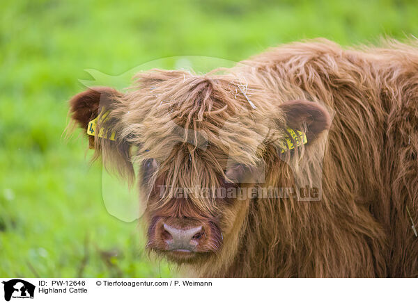 Schottisches Hochlandrind / Highland Cattle / PW-12646