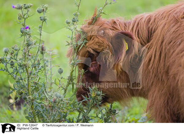 Highland Cattle / PW-12647