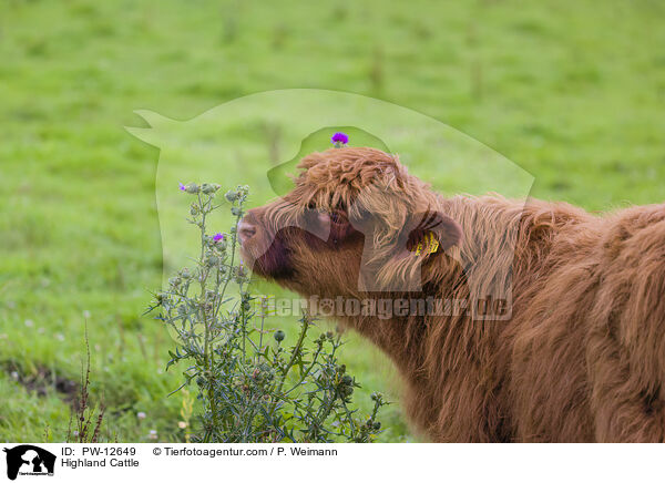 Schottisches Hochlandrind / Highland Cattle / PW-12649