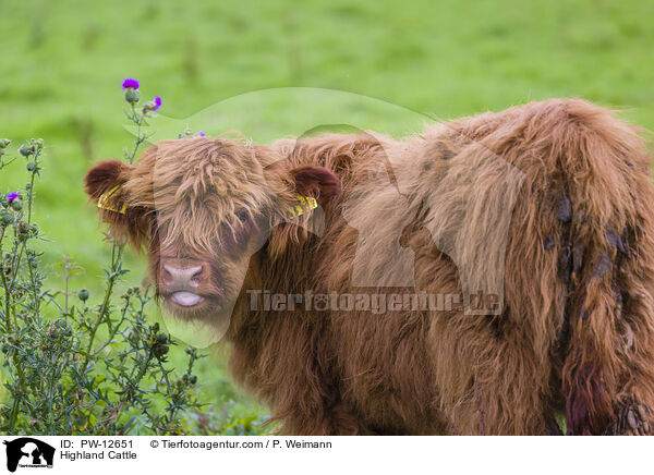 Schottisches Hochlandrind / Highland Cattle / PW-12651