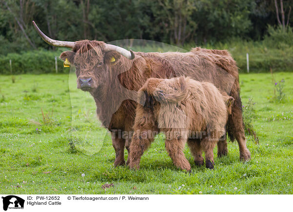 Schottische Hochlandrinder / Highland Cattle / PW-12652