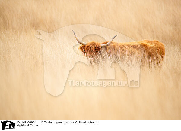 Schottisches Hochlandrind / Highland Cattle / KB-06994