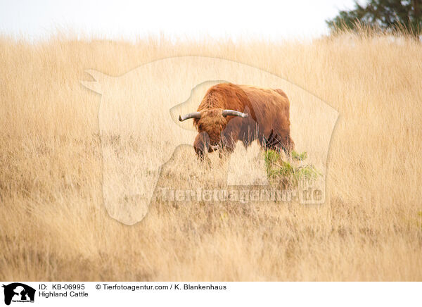 Schottisches Hochlandrind / Highland Cattle / KB-06995