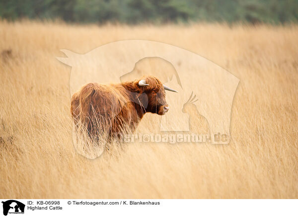 Schottisches Hochlandrind / Highland Cattle / KB-06998