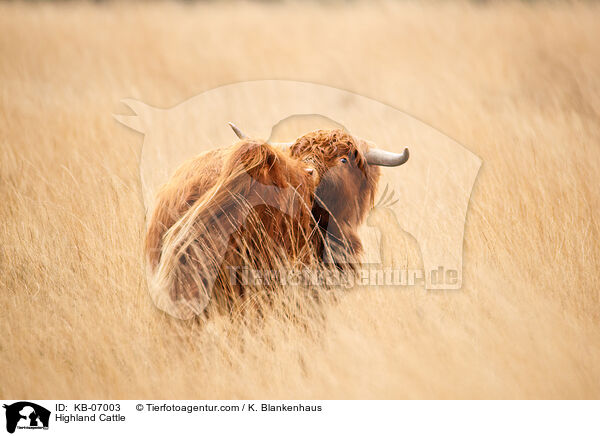 Schottisches Hochlandrind / Highland Cattle / KB-07003