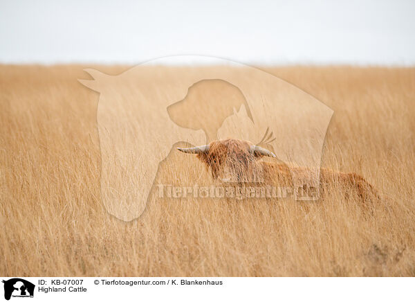 Schottisches Hochlandrind / Highland Cattle / KB-07007
