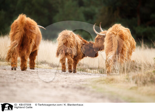 Highland Cattle / KB-07008