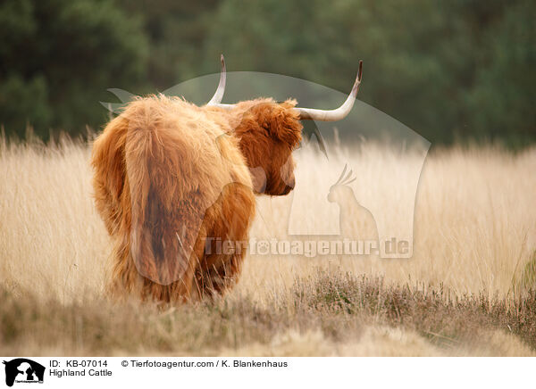 Schottisches Hochlandrind / Highland Cattle / KB-07014