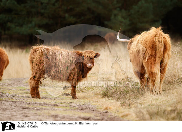 Highland Cattle / KB-07015